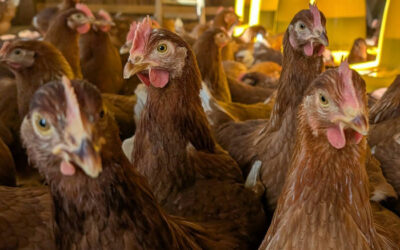 Rencontre avec Mélanie Garcia, La Ferme de la Grenouille