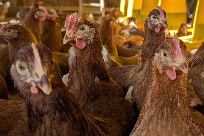 Rencontre avec Mélanie Garcia, La Ferme de la Grenouille